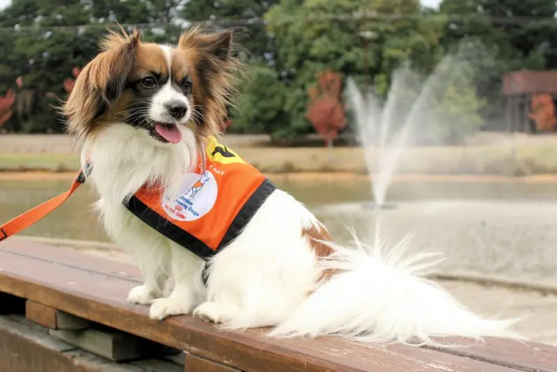 D365-australian lions hearing dogs-2