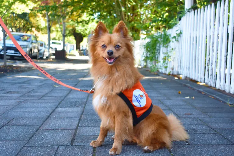 D365-australian lions hearing dogs-4