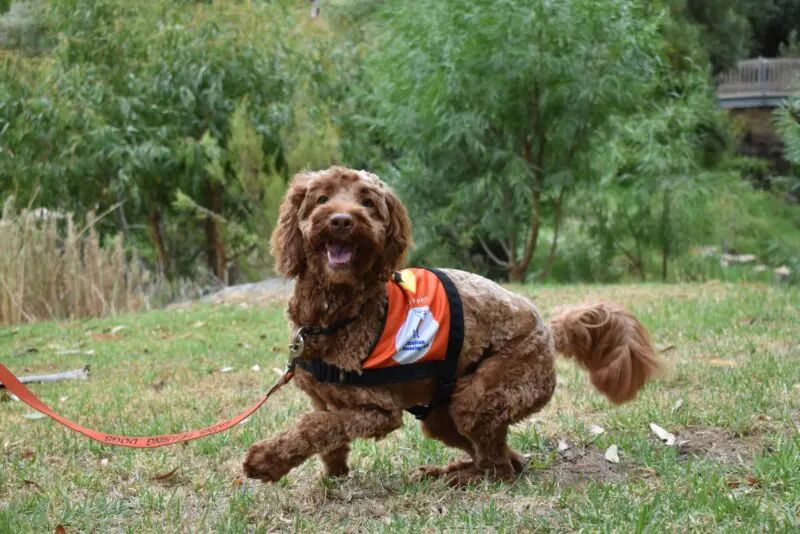 D365-australian lions hearing dog